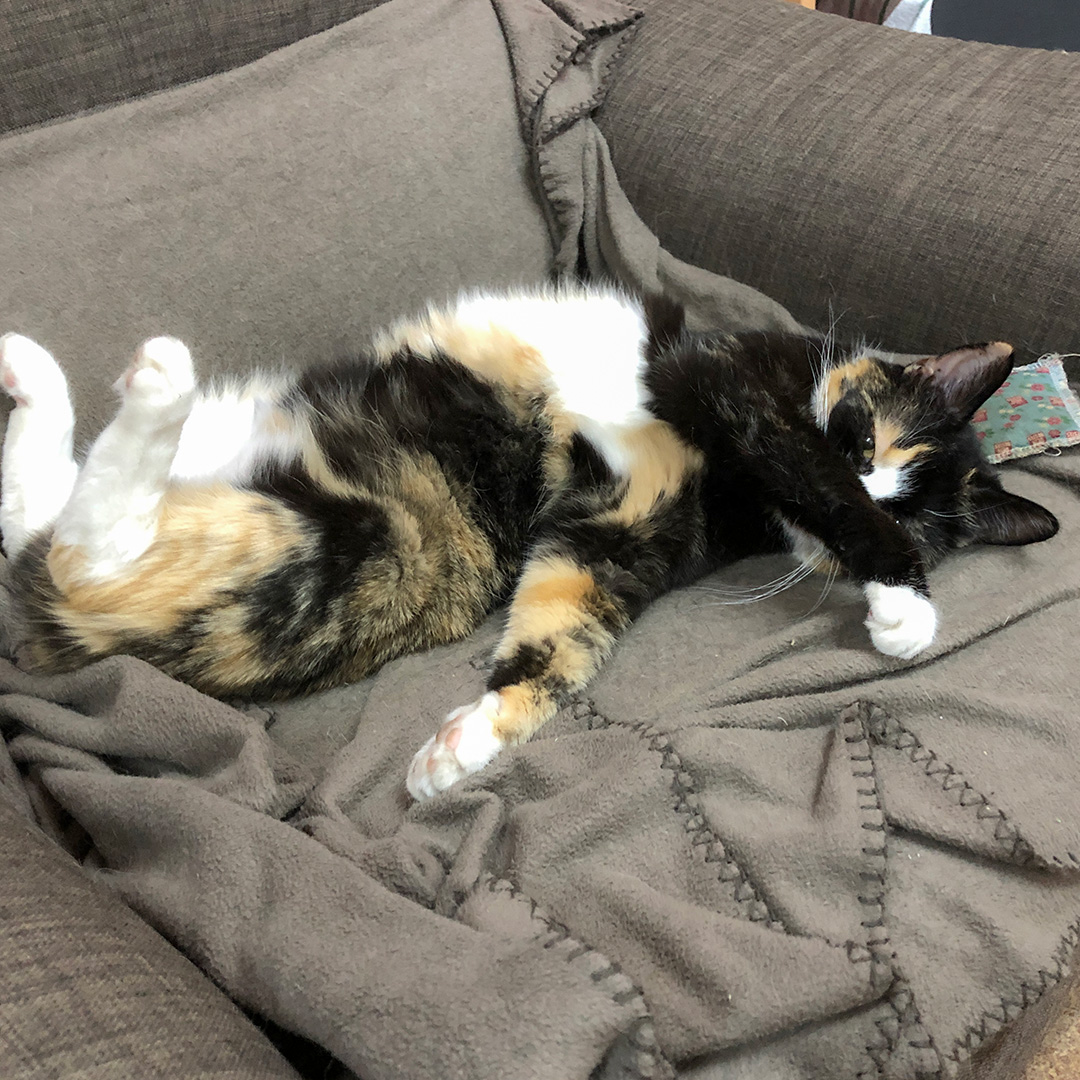 Nickerchen auf dem Sessel