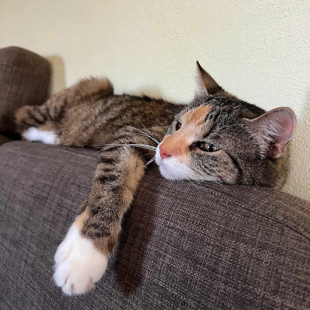 Mia schlafend auf der couch