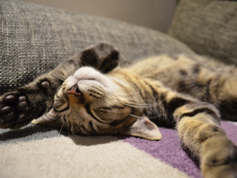 Katze schlafend auf dem Rücken